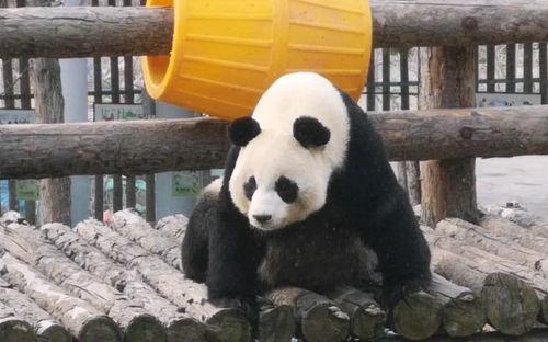 妙妙吃瓜全集免费观看,揭秘娱乐圈幕后真相，免费观看大揭秘